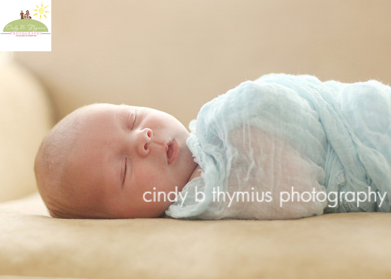 collierville newborn photography