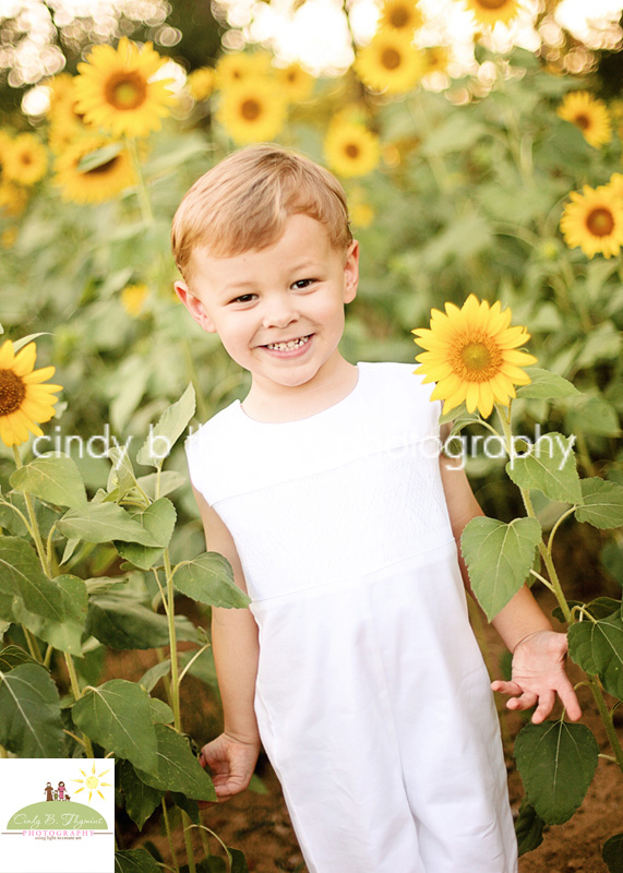 memphis sunflower photography picture