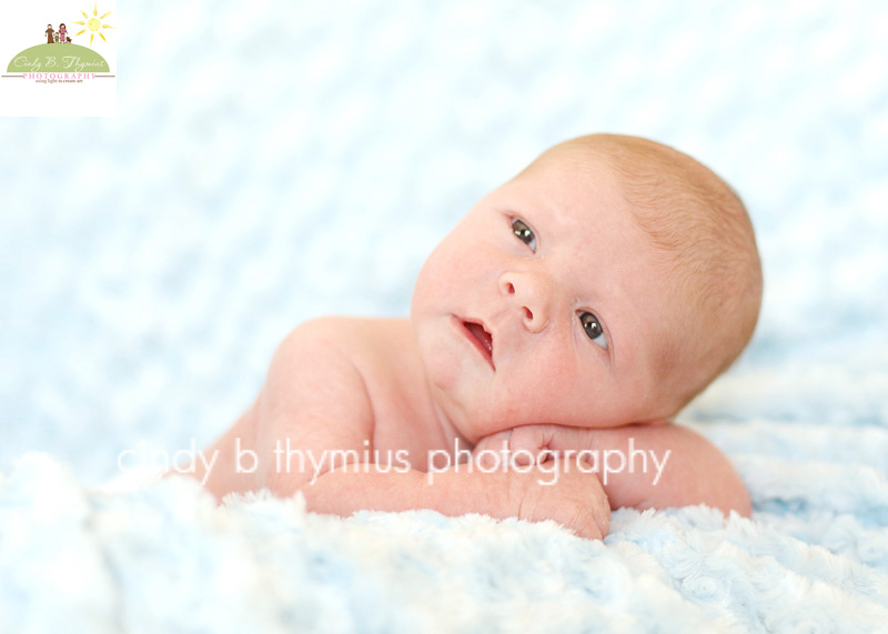 newborn photography collierville