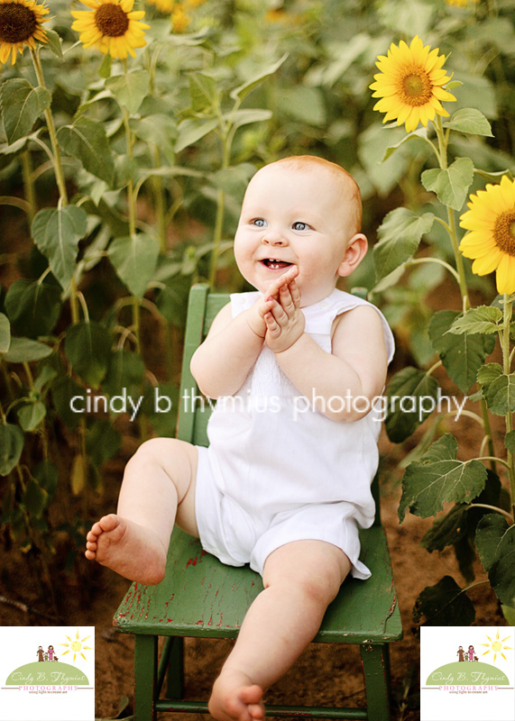 sunflower photography picture memphis