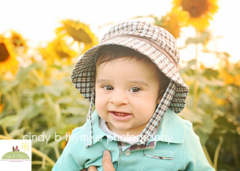 baby photography memphis sunflower photography