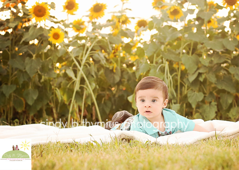memphis baby photography in sunflowers