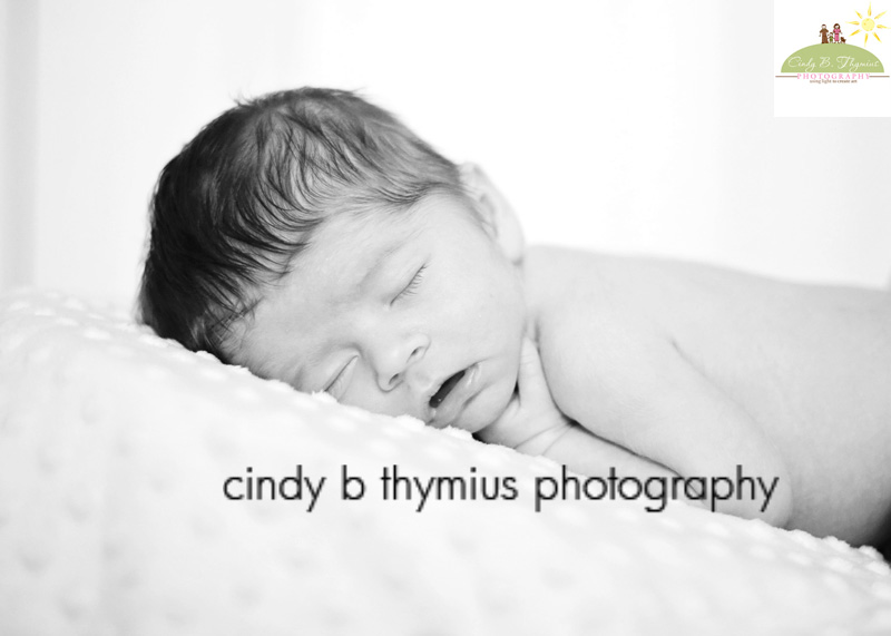 collierville newborn photography