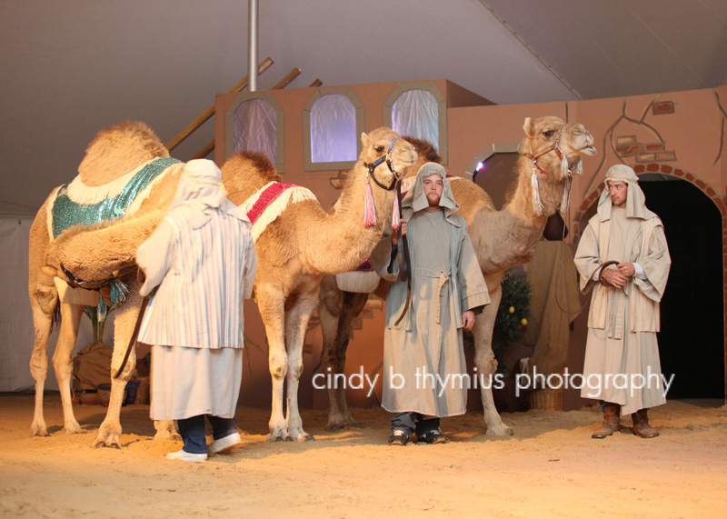 camels at living nativity germantown baptist church